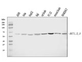 Anti-AKT1,2,3 Antibody Picoband® Boster Bio