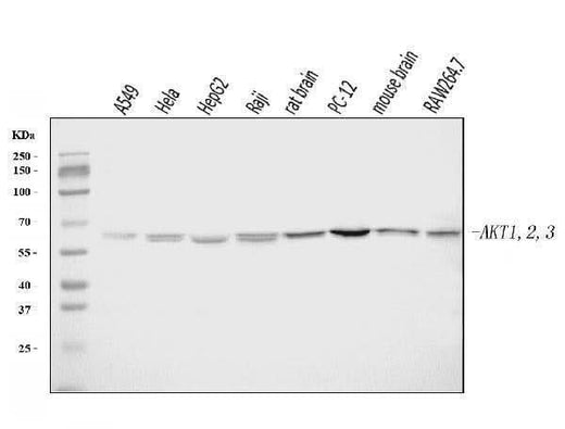 Anti-AKT1,2,3 Antibody Picoband® Boster Bio