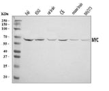 Anti-c-Myc/MYC Antibody Picoband® Boster Bio