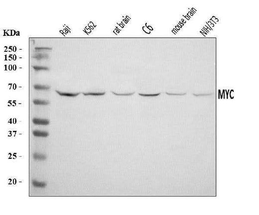 Anti-c-Myc/MYC Antibody Picoband® Boster Bio