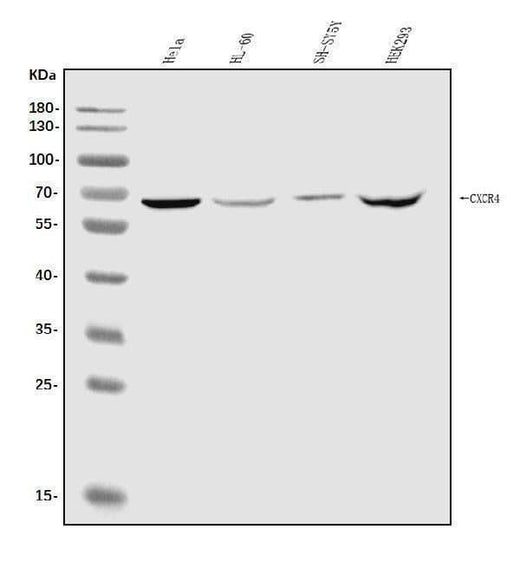 Anti-CXCR4 Antibody Picoband® Boster Bio