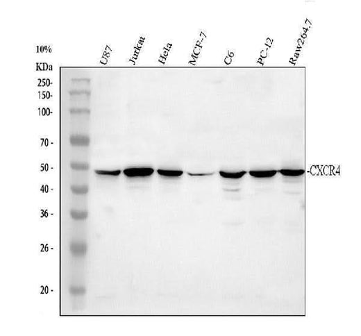 Anti-CXCR4 Antibody Picoband® Boster Bio
