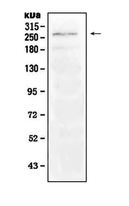Anti-Notch1 Antibody Picoband® Boster Bio
