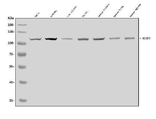 Anti-CIAS1/NALP3/NLRP3 Antibody Picoband® Boster Bio