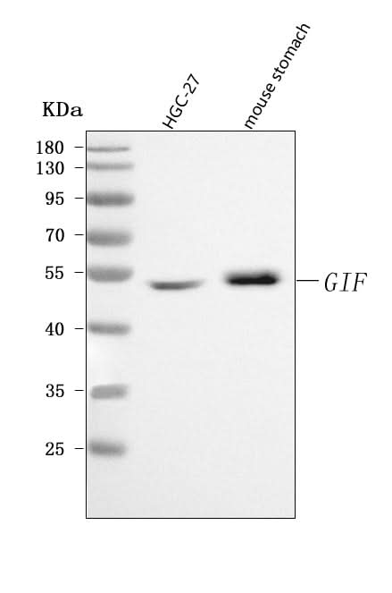 Anti-CBLIF Antibody Picoband® Boster Bio