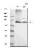 Anti-RB1 Antibody Picoband® Boster Bio