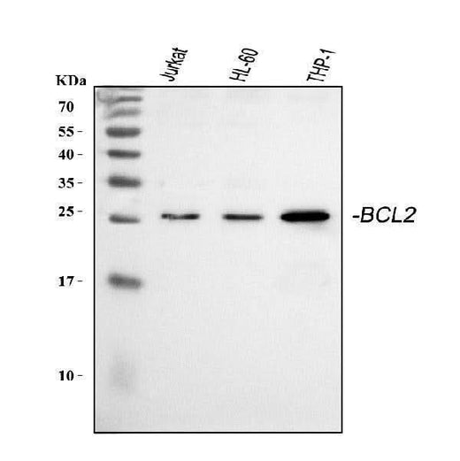 Anti-Bcl-2/BCL2 Antibody Picoband® Boster Bio