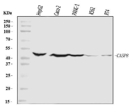Anti-Caspase-8/CASP8 Antibody Picoband® Boster Bio