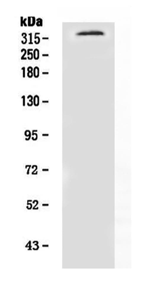 Anti-Neurofibromin/NF1 Antibody Picoband® Boster Bio