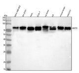 Anti-MECP2 Antibody Picoband® Boster Bio