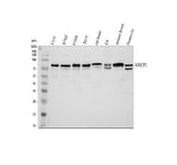 Anti-MECP2 Antibody Picoband® Boster Bio
