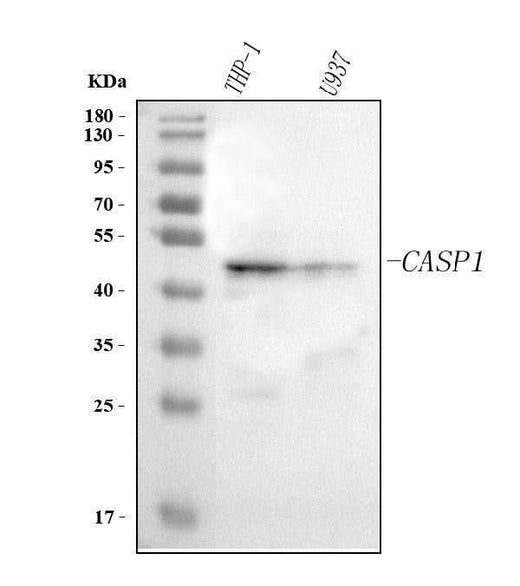 Anti-Caspase 1(p20)/CASP1 Antibody Picoband® Boster Bio
