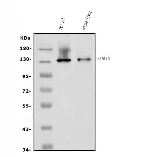 Anti-P Glycoprotein/ABCB1 Antibody Picoband® Boster Bio