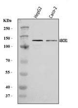 Anti-P Glycoprotein/ABCB1 Antibody Picoband® Boster Bio