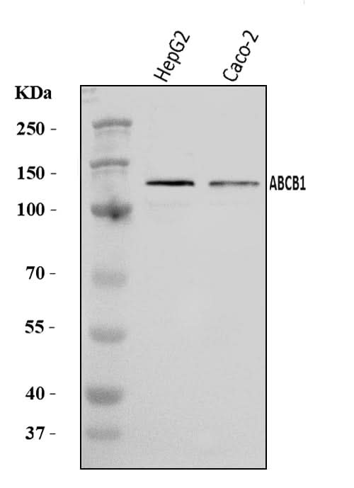 Anti-P Glycoprotein/ABCB1 Antibody Picoband® Boster Bio