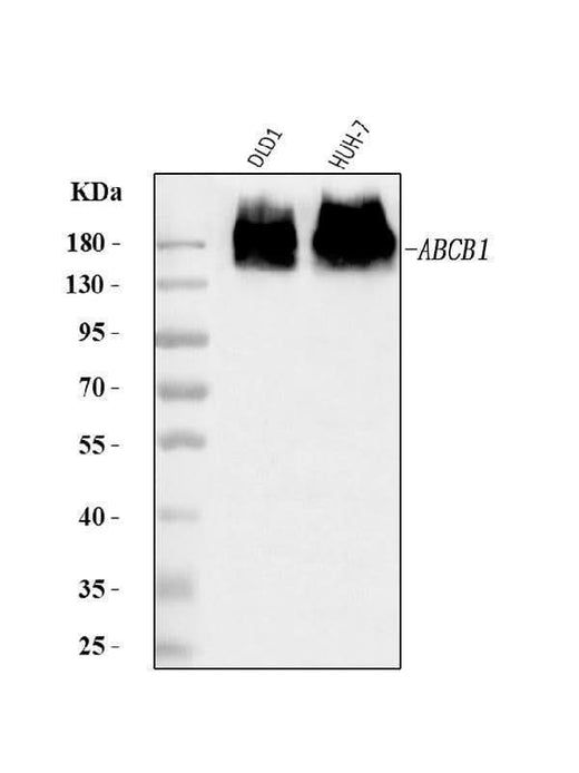 Anti-P Glycoprotein/ABCB1 Antibody Picoband® Boster Bio