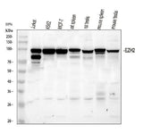Anti-KMT6/EZH2 Antibody Picoband® Boster Bio