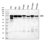 Anti-KMT6/EZH2 Antibody Picoband® Boster Bio