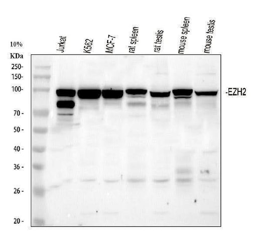 Anti-KMT6/EZH2 Antibody Picoband® Boster Bio