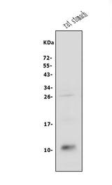 Anti-CXCL12 Antibody Picoband® Boster Bio