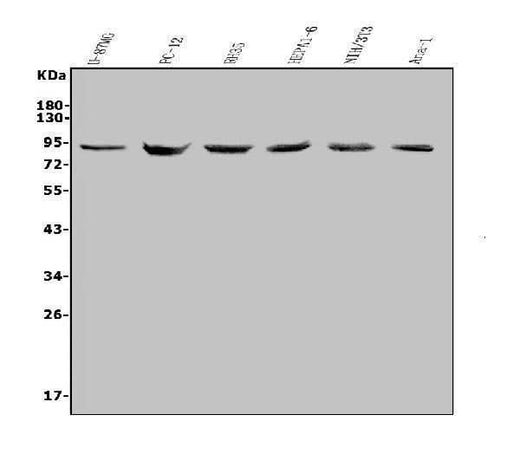 Anti-MDM2 Antibody Picoband® Boster Bio