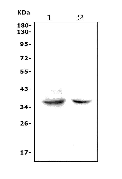 Anti-Fas Antibody Picoband® Boster Bio