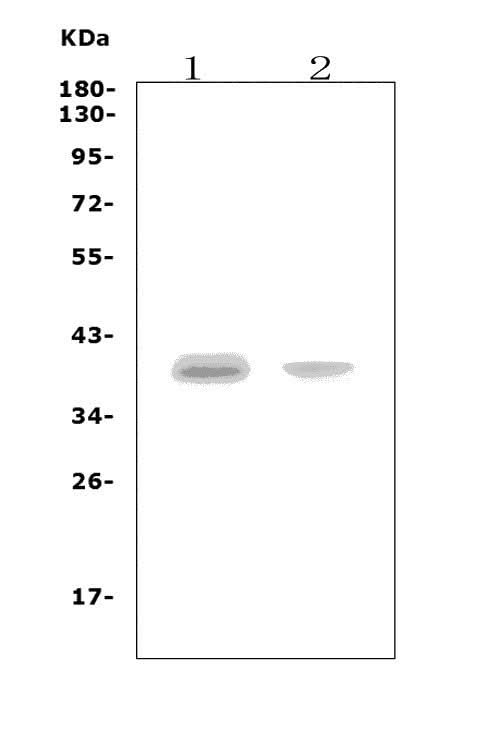 Anti-CCR5 Picoband® Antibody Boster Bio