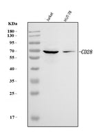 Anti-CD28 Antibody Picoband® Boster Bio