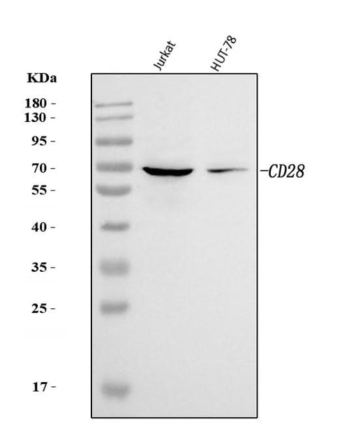 Anti-CD28 Antibody Picoband® Boster Bio