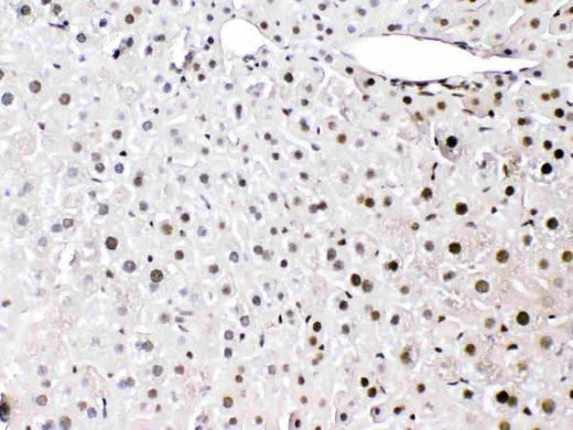Anti-HMGB1 Antibody Picoband® Boster Bio