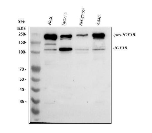 Anti-IGF1R Antibody Picoband® Boster Bio