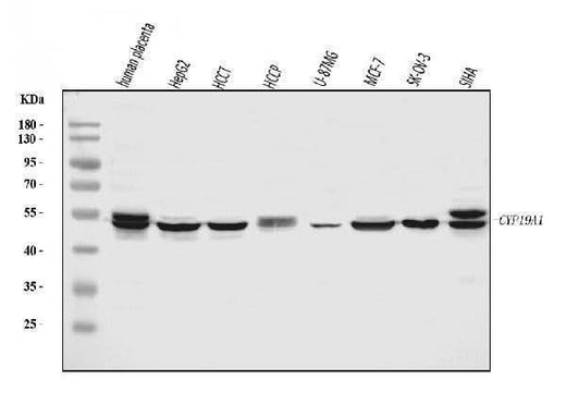 Anti-Aromatase/Cyp19a1 Antibody Picoband® Boster Bio
