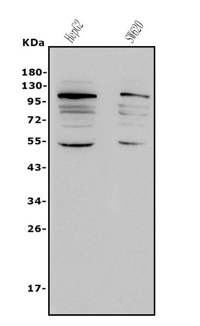 Anti-NFE2L2 Antibody Picoband® Boster Bio