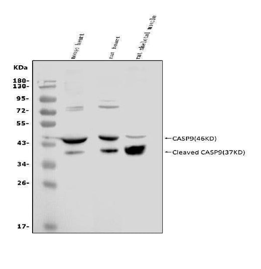 Anti-Caspase-9 p35/Casp9 Antibody Picoband® Boster Bio