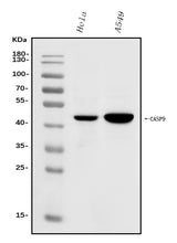 Anti-Caspase-9/CASP9 Antibody Picoband® Boster Bio