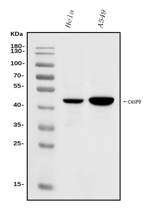 Anti-Caspase-9/CASP9 Antibody Picoband® Boster Bio