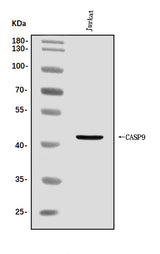Anti-Caspase-9/CASP9 Antibody Picoband® Boster Bio