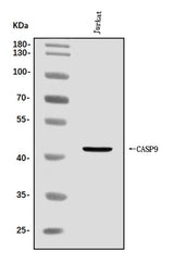 Anti-Caspase-9/CASP9 Antibody Picoband® Boster Bio