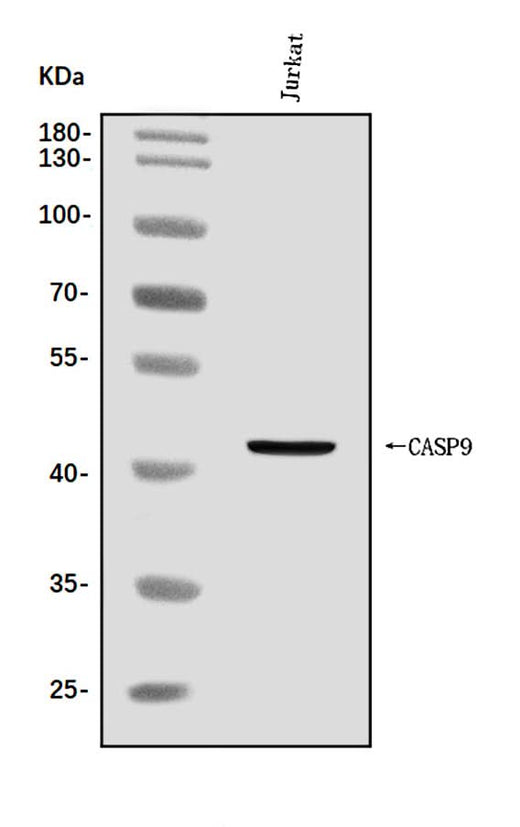 Anti-Caspase-9/CASP9 Antibody Picoband® Boster Bio