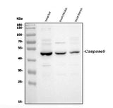 Anti-Caspase-9/Casp9 Antibody Picoband® Boster Bio