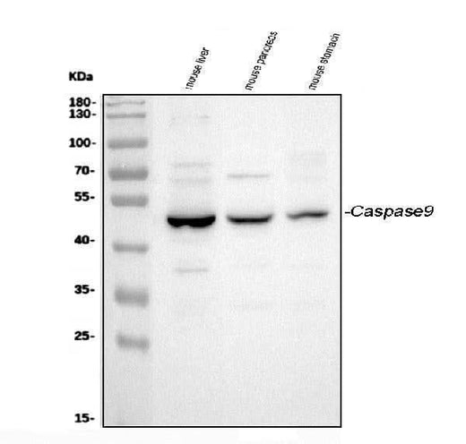 Anti-Caspase-9/Casp9 Antibody Picoband® Boster Bio