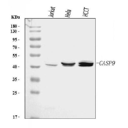 Anti-Caspase-9/CASP9 Antibody Picoband® Boster Bio