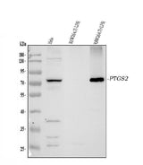 Anti-COX2/Cyclooxygenase 2/PTGS2 Picoband® Antibody Boster Bio