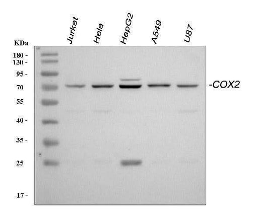 Anti-COX2/Cyclooxygenase 2/PTGS2 Antibody Picoband® Boster Bio