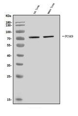 Anti-PCSK9 Antibody Picoband® Boster Bio