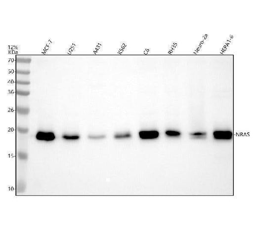 Anti-NRAS Antibody Picoband® Boster Bio