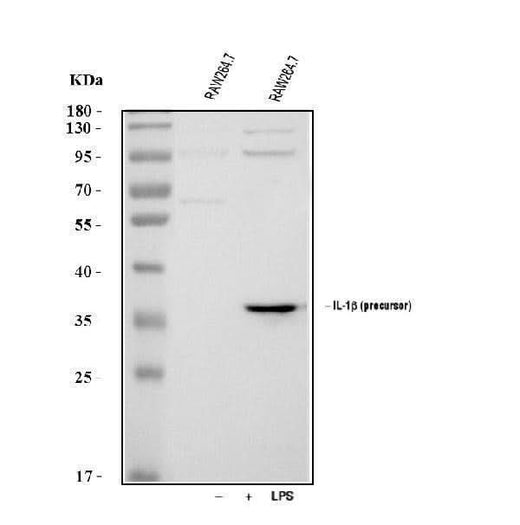 Anti-IL1 beta/Il1b Antibody Picoband® Boster Bio