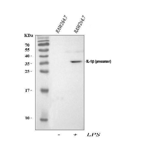 Anti-IL-1 Beta/Il1b Antibody Picoband® Boster Bio
