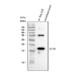 Anti-IL-1 beta/IL1B Antibody Picoband® Boster Bio