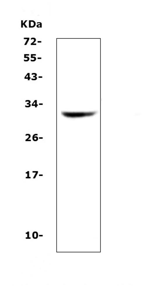 Anti-HLA-DQB1 Antibody Picoband® Boster Bio